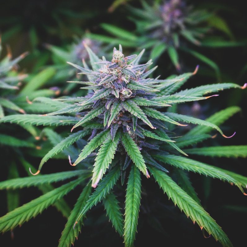 Cannabis